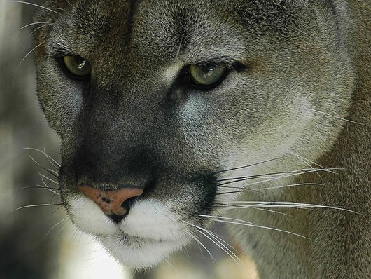 10 Great Mountain Lion wallpapers for your Mountain Lion Mac from 10 wallpaper sites. They're free and ready to download.