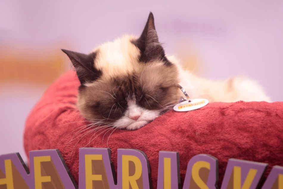 OS X Grumpy Cat Wallpapers